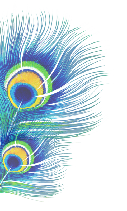 Peacockl (1000x1689), Png Download