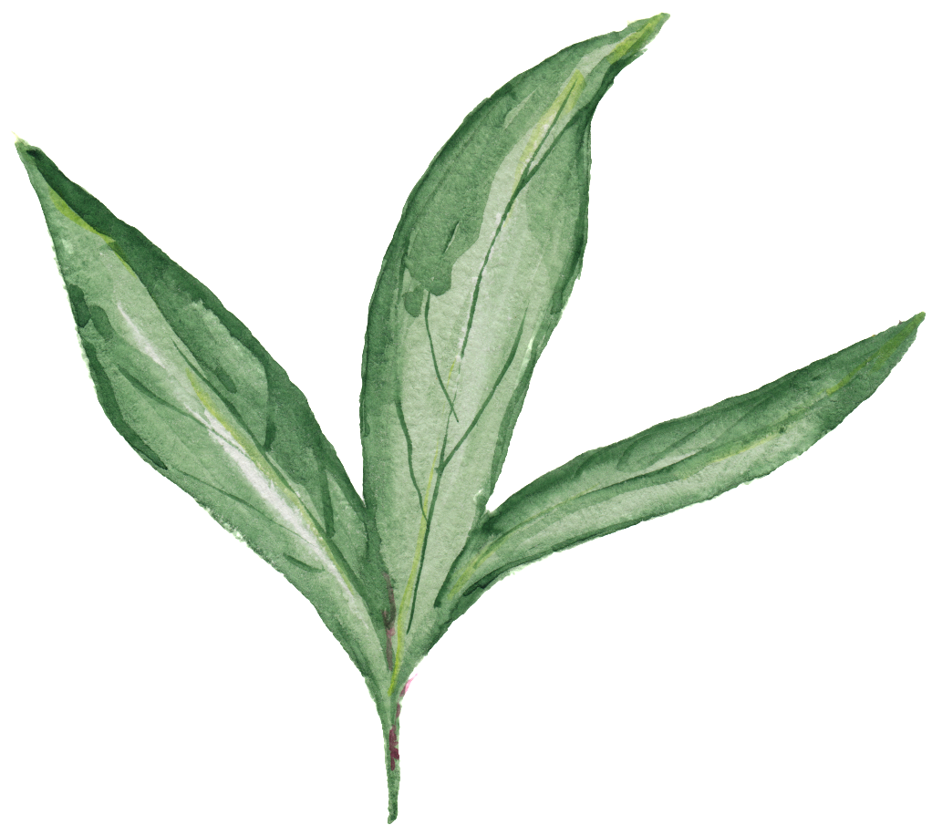 Green Branches And Leaves Transparent Decorative - Erythroxylaceae (1024x940), Png Download