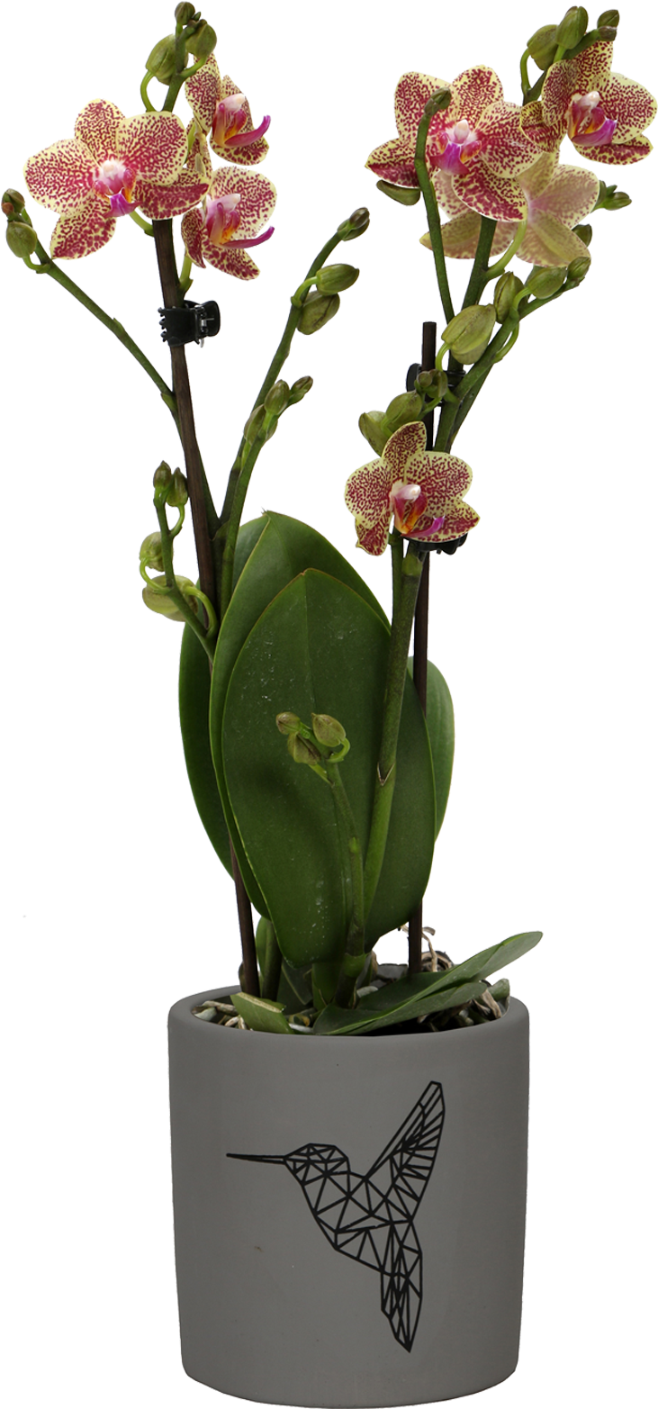 Flower - Artificial Flower (983x2084), Png Download