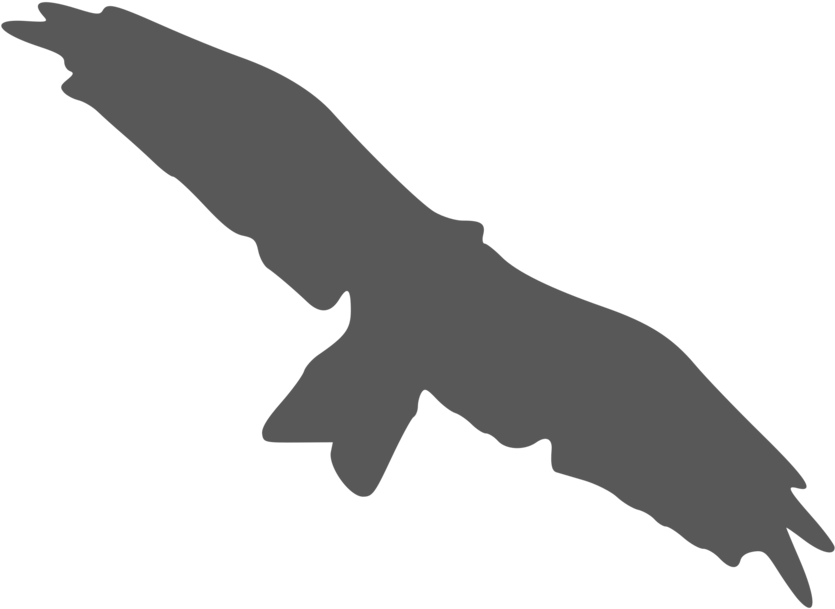 Bird Beak Silhouette Black And White Flight - Silhouette Of A Kite Bird (1000x750), Png Download