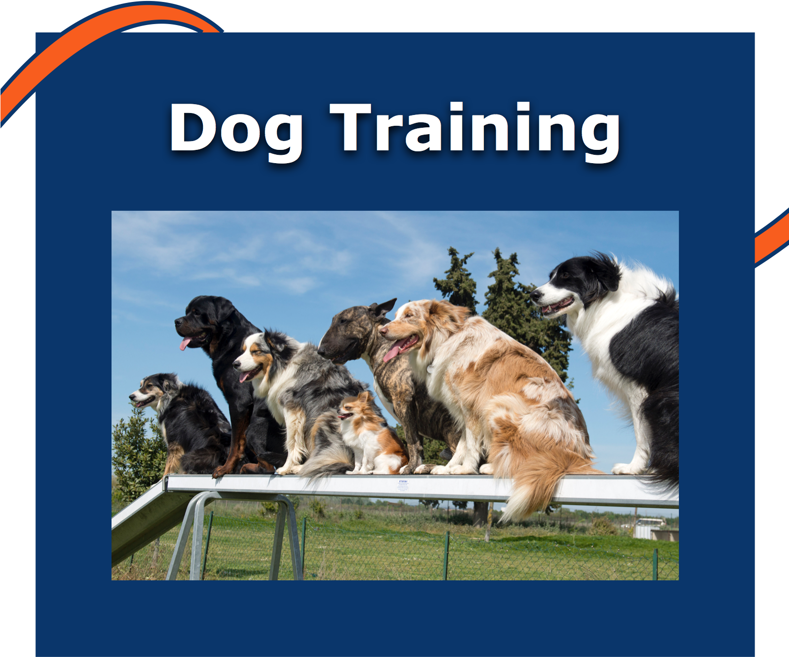 Box2 - Dog (1605x1455), Png Download