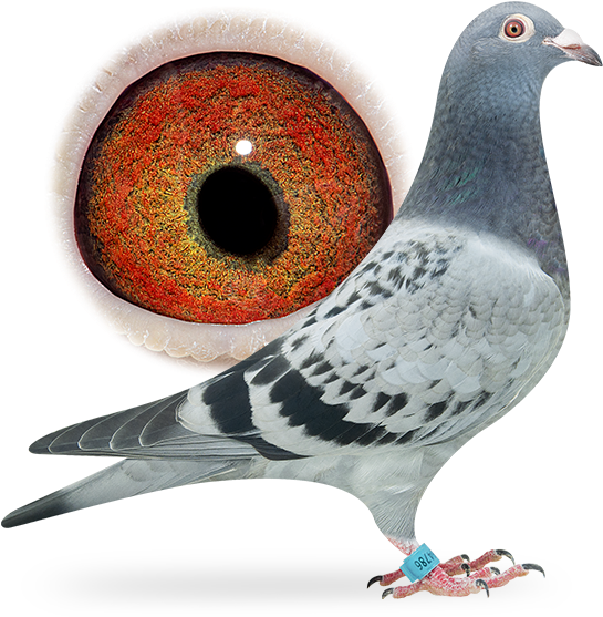 Nl16-1864786 - Pigeon Racing Homer Picture Free Download (556x565), Png Download