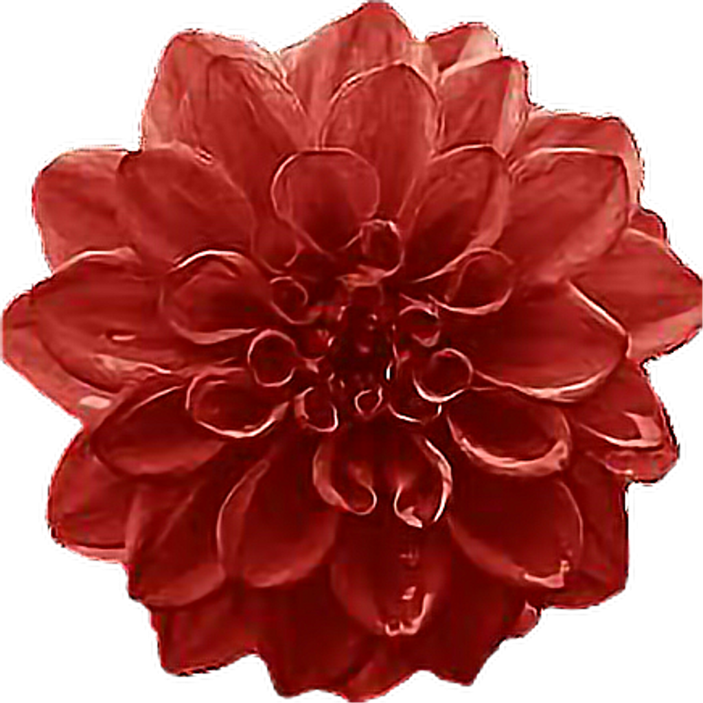Freetoedit Flower Bloom Blossom Fall Autumn Burgundy - Dahlia (1024x1024), Png Download
