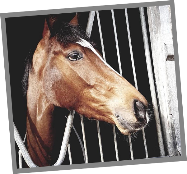 Our Horses - Sorrel (601x560), Png Download