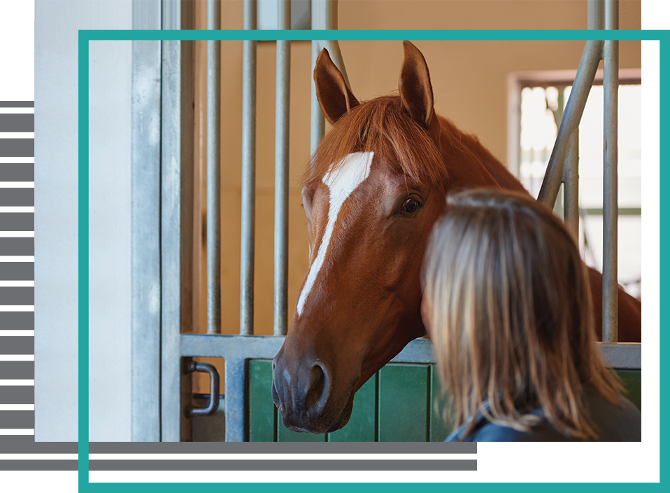 Book Now - Sorrel (958x704), Png Download