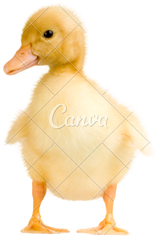 Cute Duckling Photos By Canva - Goose (532x800), Png Download