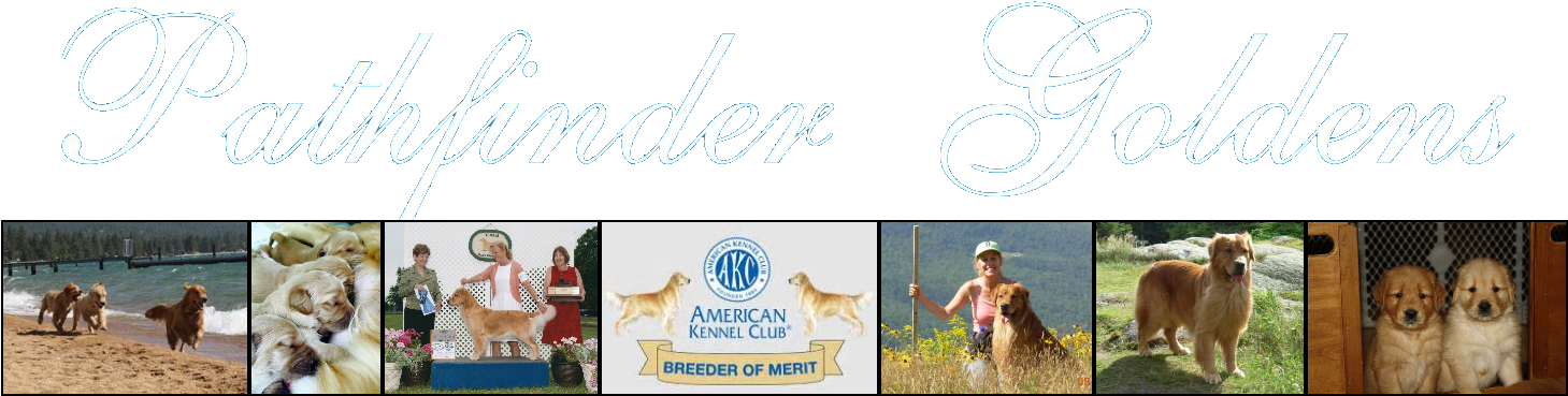Golden Retrievers, Rhode Island - Golden Retriever (1469x389), Png Download