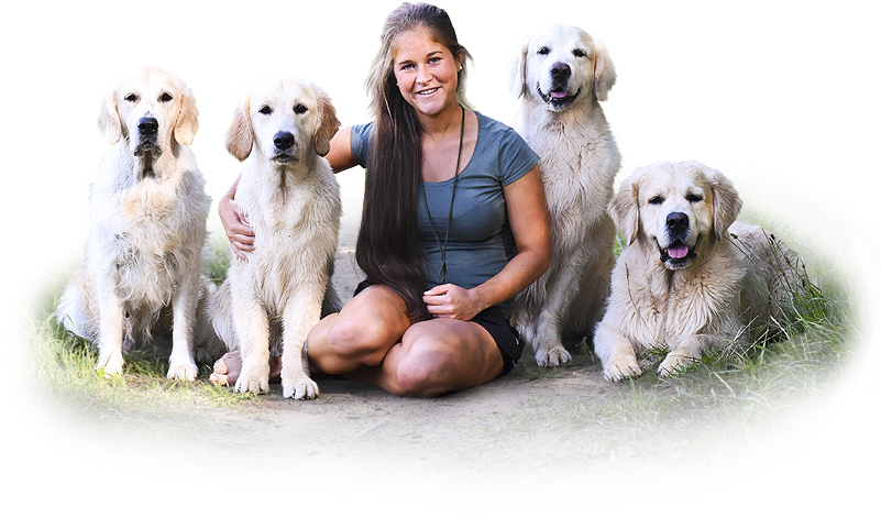 Zlatý Retriever Camian's - Companion Dog (800x481), Png Download