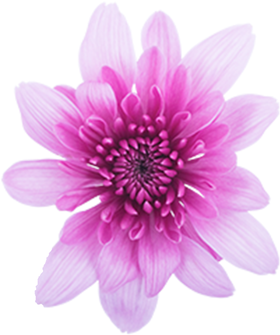 Click To Enlarge Image Pink Cushion Golosina Pink Cushion - African Daisy (800x800), Png Download