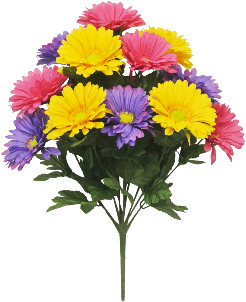 African Daisy (850x1041), Png Download