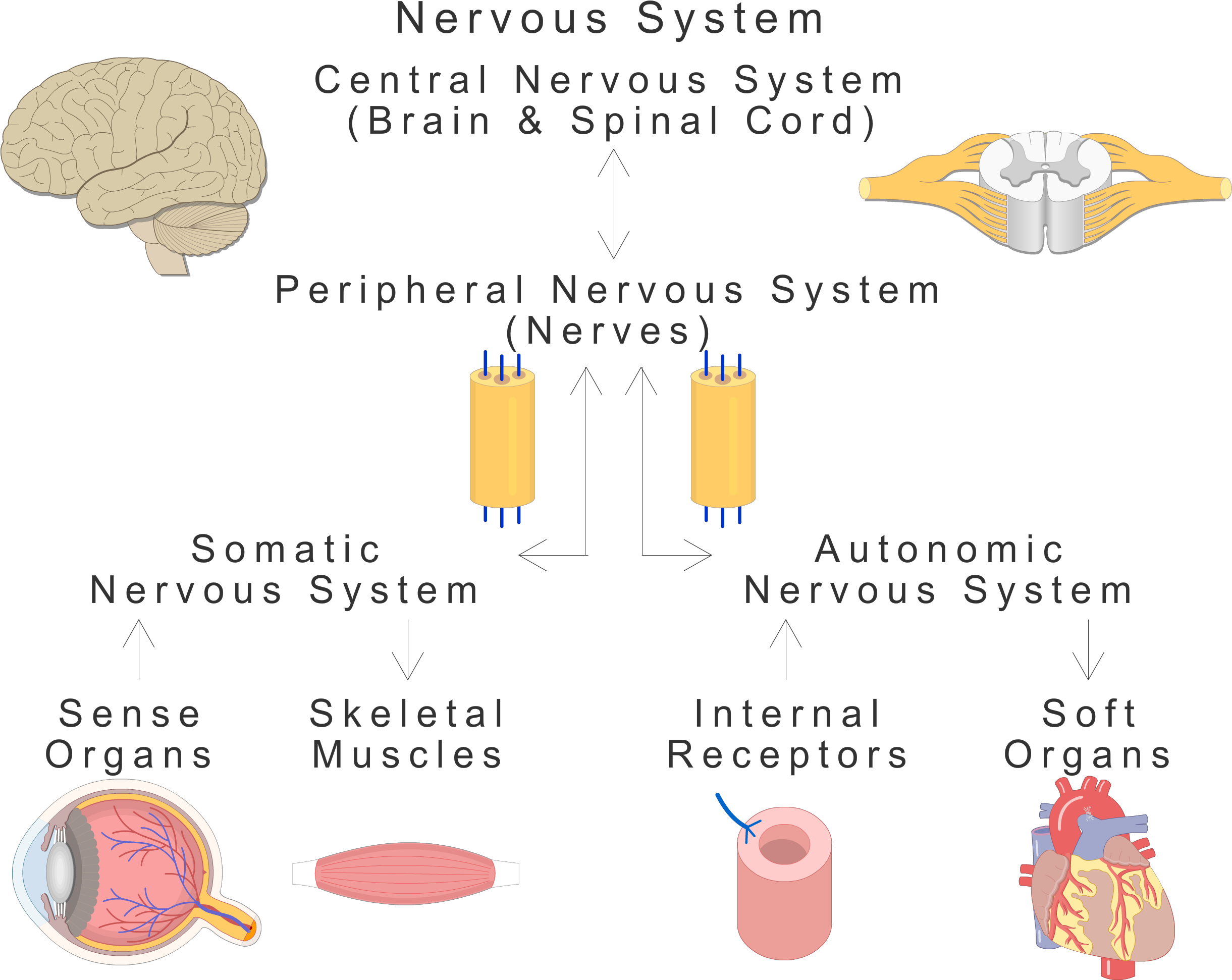 An Image Showing The Basic Types Of The Nervous System - Nervous System Organs (2500x2011), Png Download