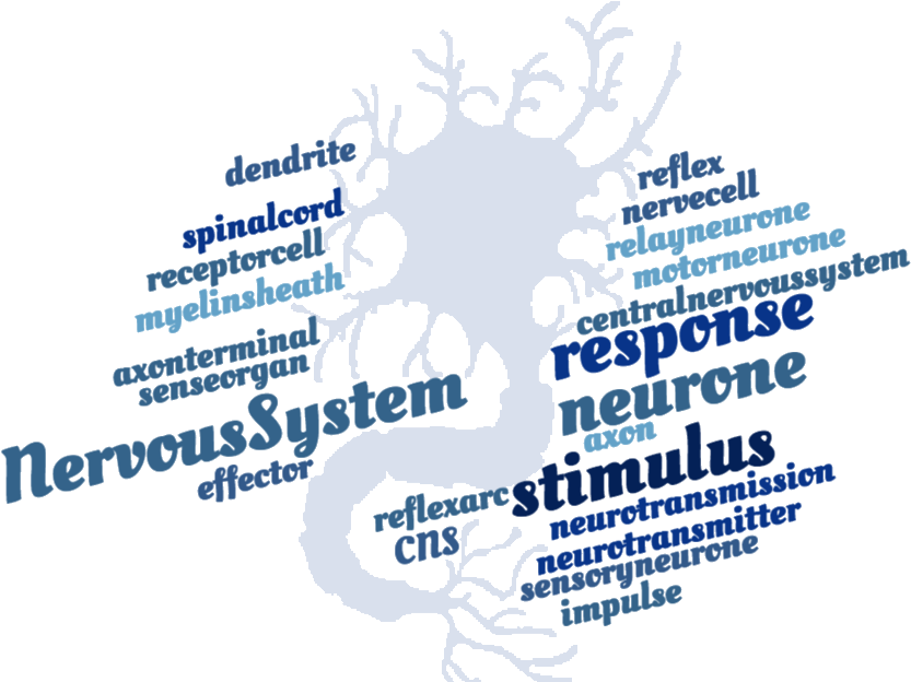 Nervous System Crossword - Graphic Design (848x635), Png Download
