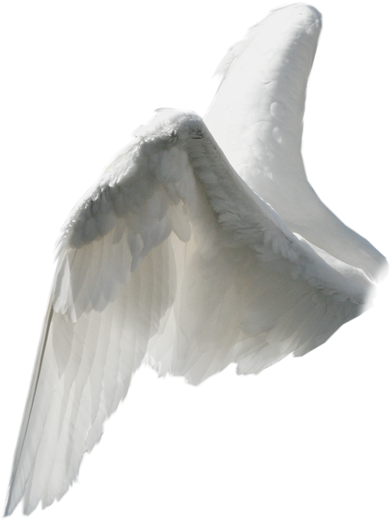 Wings Sticker - Side View Angel Wing Png (1024x1160), Png Download