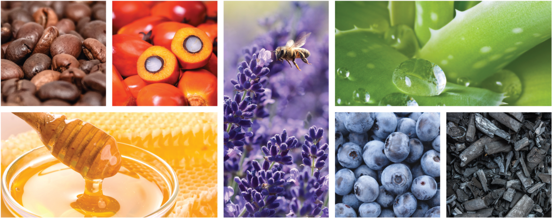 Blueberry (1180x496), Png Download