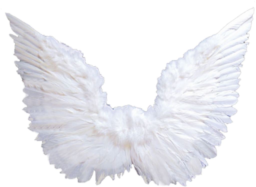 Report Abuse - Pigeons And Doves (1024x748), Png Download