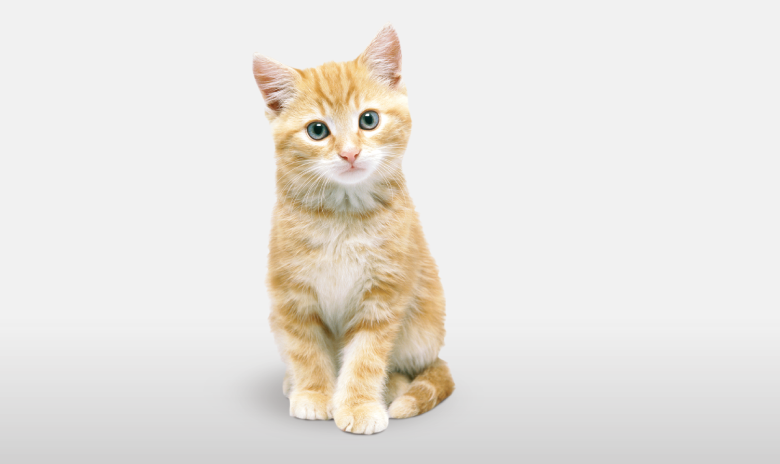 Kitten (780x464), Png Download