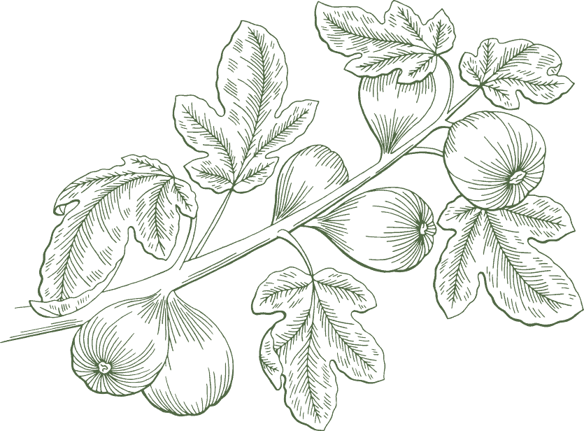 A Traditional Way Of Cultivation, Reliable Family Recipe, - Fig Plant Illustration (835x616), Png Download