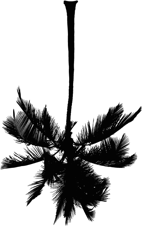 White Palm Tree Png (484x758), Png Download