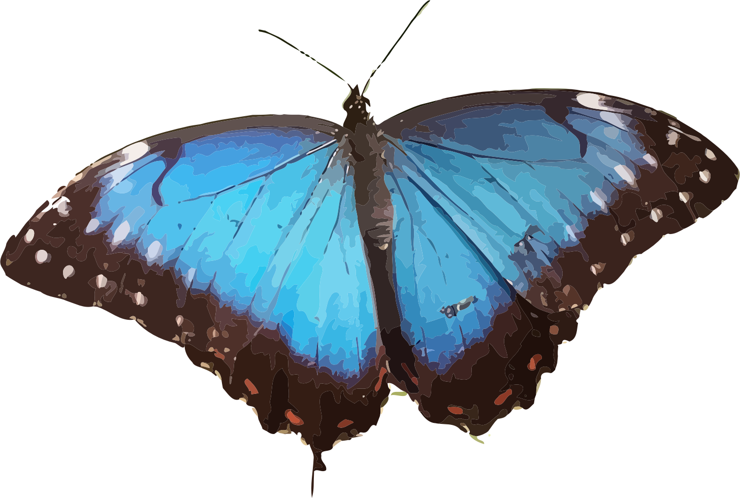 This Free Icons Png Design Of Morpho Peleides (1457x981), Png Download