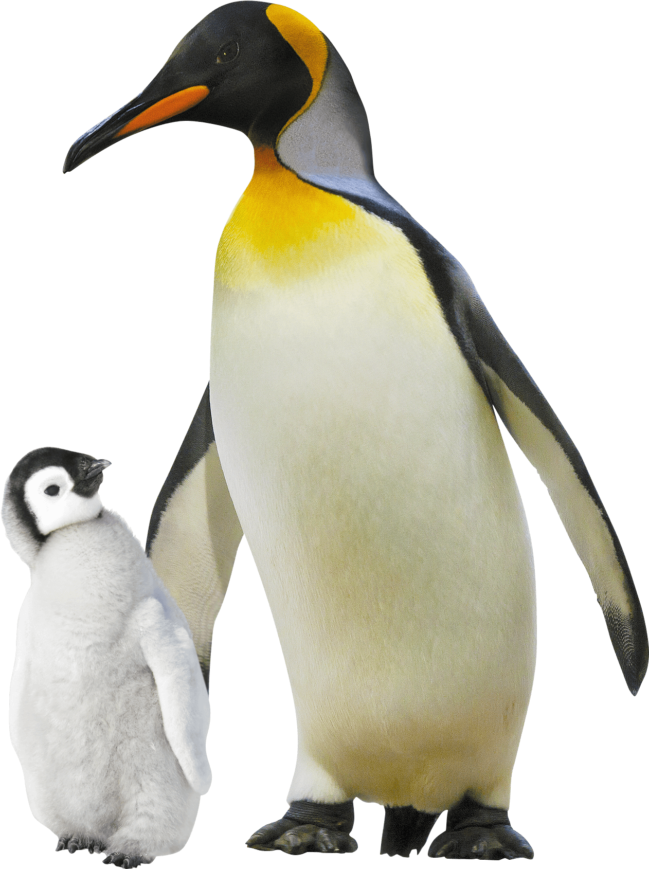 Emperor Penguin (1276x1713), Png Download