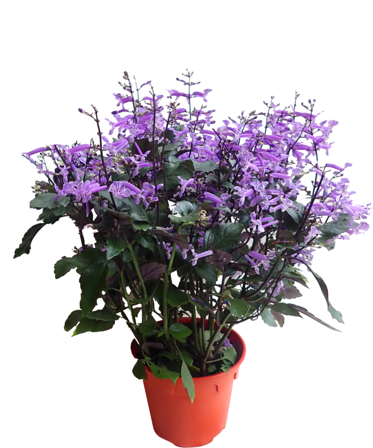 African Daisy (910x1155), Png Download