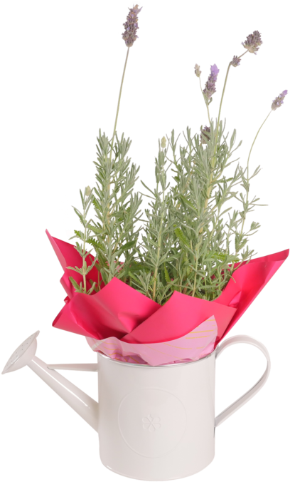 Lavender Plant Png (538x700), Png Download