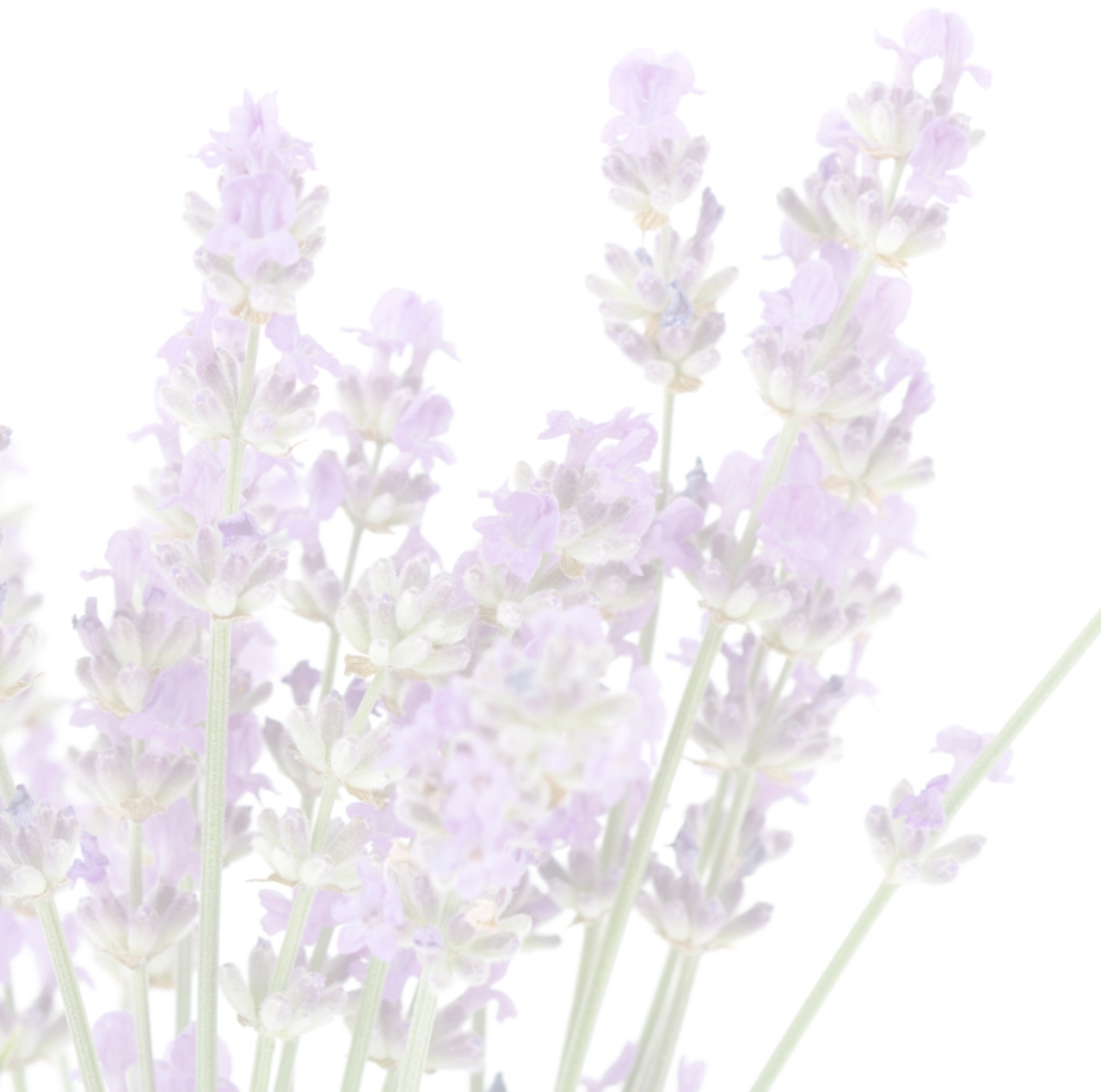 We're Told That The Greeks And The Romans Used Lavender - English Lavender (1280x1270), Png Download