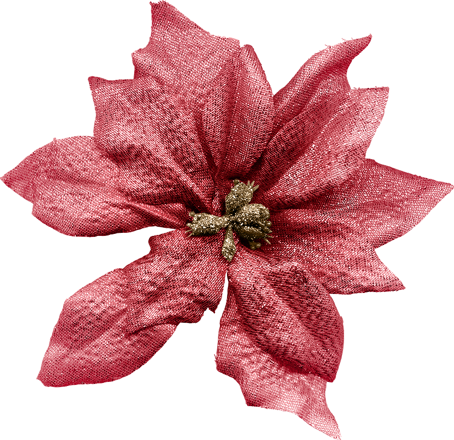B *✿*holly Jolly Christmas - Poinsettia (900x871), Png Download