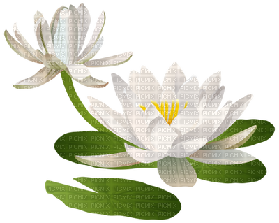 Water Lily Lily Pad - Water Lilies Clipart (400x319), Png Download