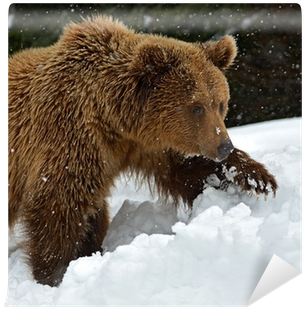 Brown Bear (400x400), Png Download