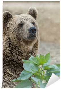 Close Up Of The Head Of A Brown Bear Wall Mural • Pixers® - Brown Bear (400x400), Png Download