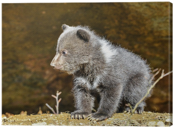 Brown Bear (400x400), Png Download