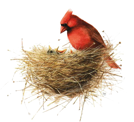 Bird Painting Drawing Illustration - Bird Nest Illustration (564x488), Png Download