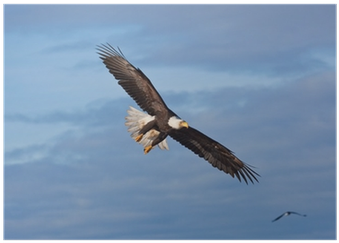 Mugzie 956-tgc 'soaring Eagle' To Go Tumbler With Insulated (400x400), Png Download