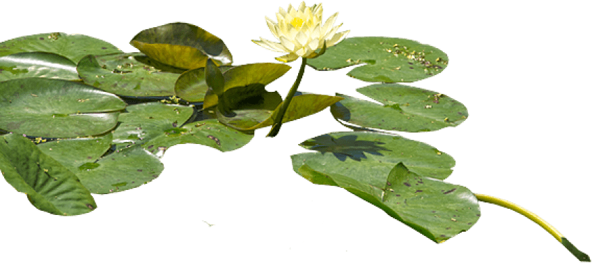 Water Lily Png Hd - Water Lilies Png (568x252), Png Download
