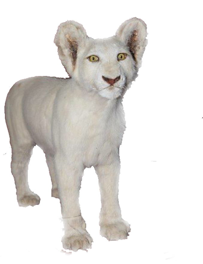 White Baby Lion Full Mount Bl4 - Art (1280x960), Png Download