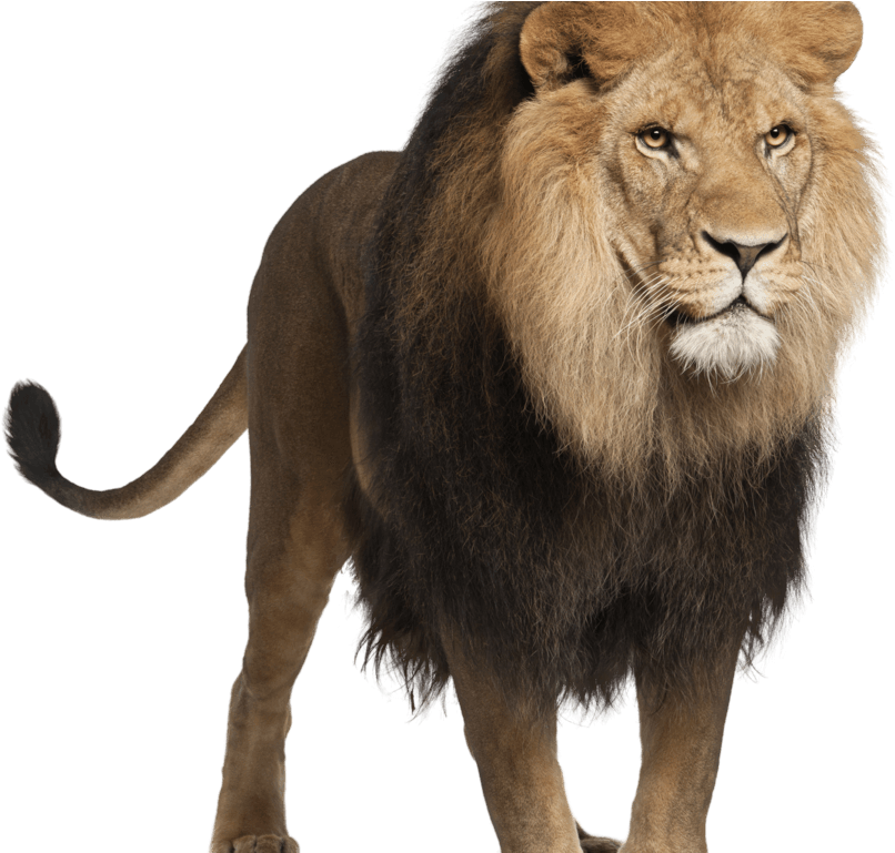 Lion Png Image Jungle King - Lion Standing Images Hd (1024x768), Png Download