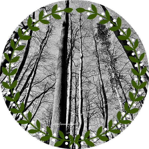 As The December Sunlight Filters Through The Bare Trees - Silver (600x600), Png Download