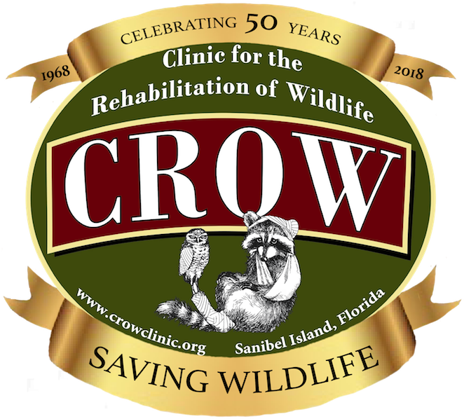 Crow 50th Anniversary - Boar (1000x600), Png Download