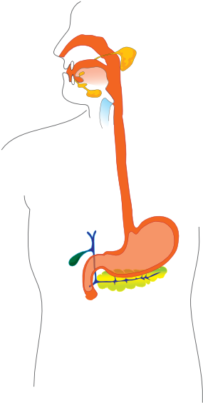 Digestive System Esophagus Clipart (354x598), Png Download