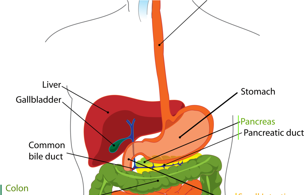 The Digestive System Is Everything - Digestive System Parts Clipart (1080x675), Png Download