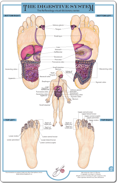 Reflexology Foot Charts Collection - Reflexology And The Digestive System (500x638), Png Download