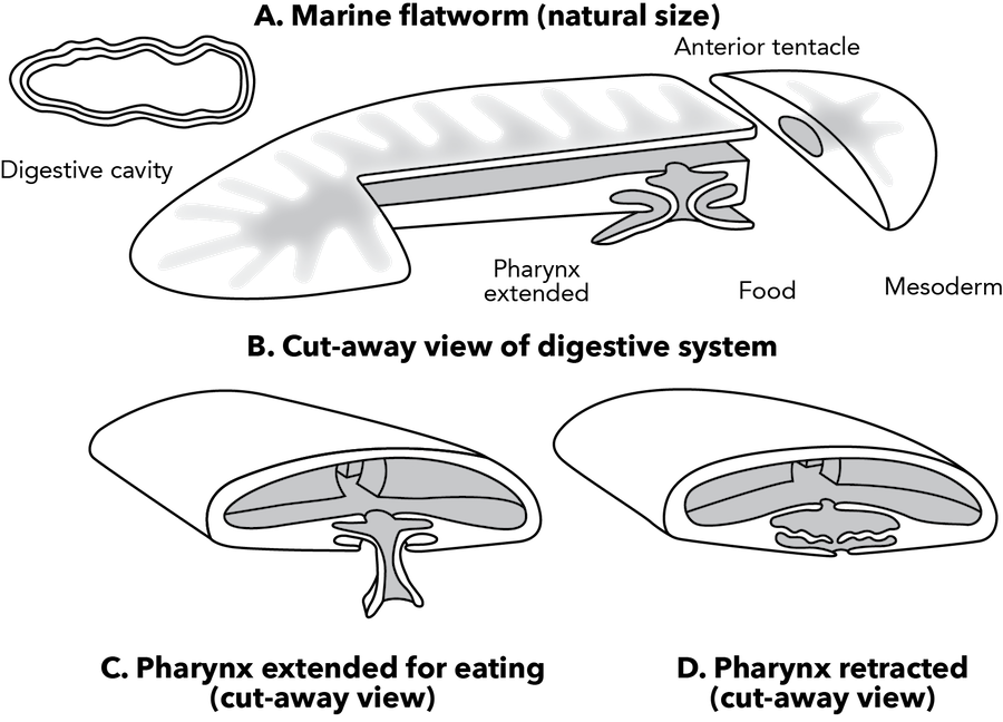 <p><strong>fig - 3 - 37 - </strong> Marine Flatworm - Pharynx (900x648), Png Download
