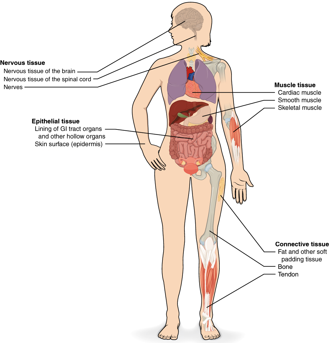 Tissues Organs Organ Systems Png Free Download - Types Of Tissue Diagram (1097x1155), Png Download