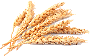 Plant Crops Produce Wheat Grain - Wheat Png (338x240), Png Download