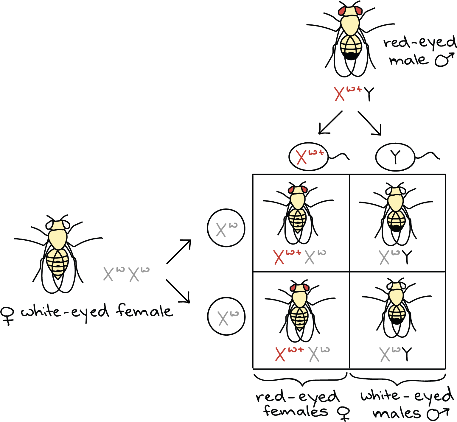 Female Chromosome Symbol - Cartoon (2035x1471), Png Download
