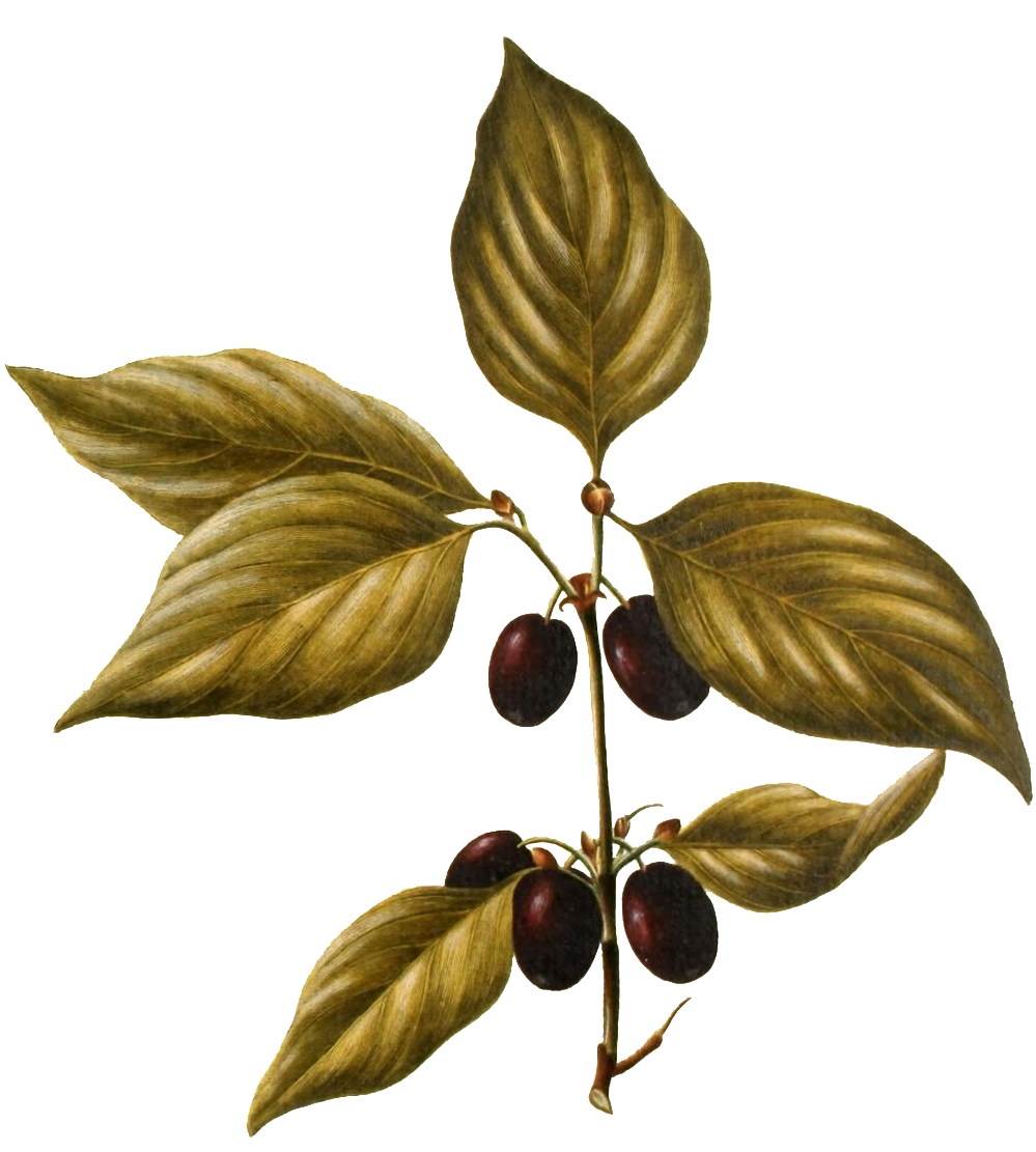 Hand Painted A Wild Fruit Plant Transparent Plant Vector - Tree (1024x1209), Png Download