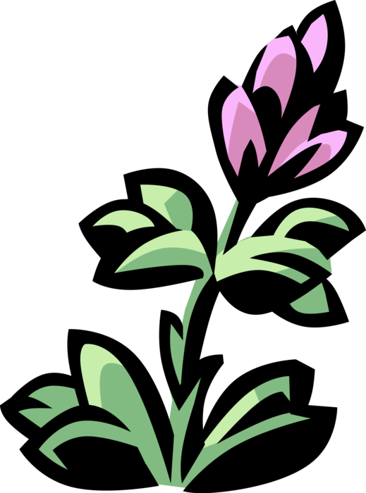 Vector Illustration Of Lobelia Botanical Horticulture (519x700), Png Download