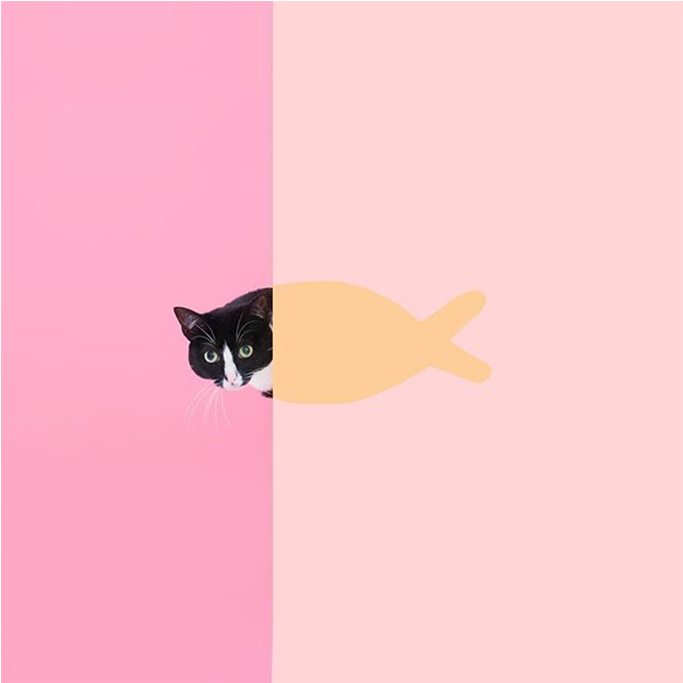 Princess Cheeto, A Gata Que Mudou A Vida Do Dono - Black Cat (1024x682), Png Download