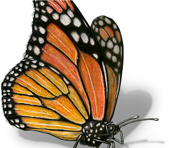 Monarch Butterfly Clipart Illustrated - Scientific Drawing Monarch Butterfly (640x480), Png Download